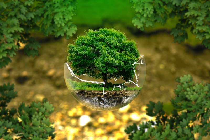 Environnement arbre