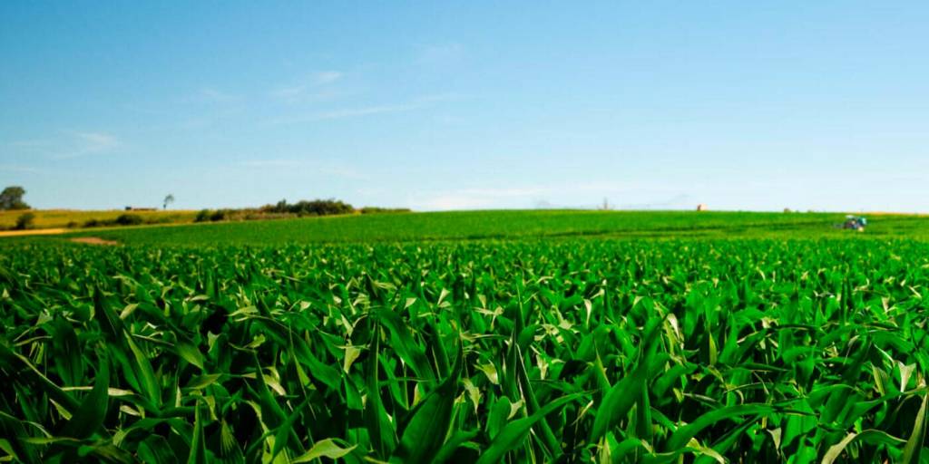 © Limagrain Europe