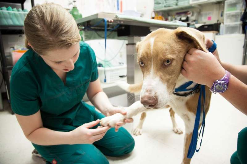 CC Austin Community College Vet Tech Program
