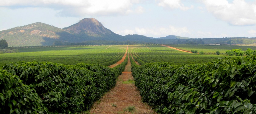 Plantation de caf&eacute; de Ngapani (Malawi) -&nbsp;&copy;&nbsp;Global Tea & Commodities&nbsp;/&nbsp;Proparco