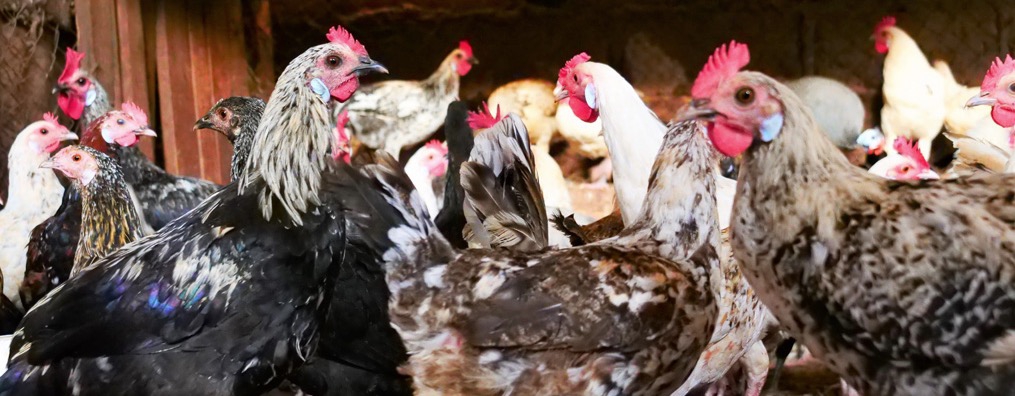 Ceva Sant&eacute; Animale