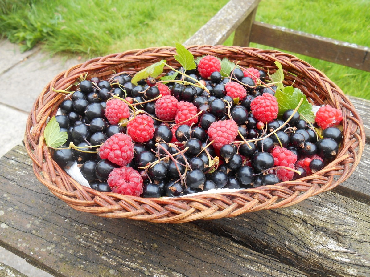 Palmagri, qui a export&eacute; 800 tonnes de framboises et myrtilles en 2018, dispose actuellement de 97 hectares pour l'arboriculture de fruits rouges, tr&egrave;s demand&eacute;s sur les march&eacute;s am&eacute;ricain et europ&eacute;en. - &copy; Palmeraie Industries et Services