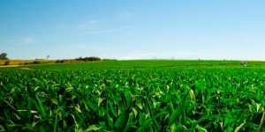 © Limagrain Europe