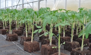 Plants de tomates